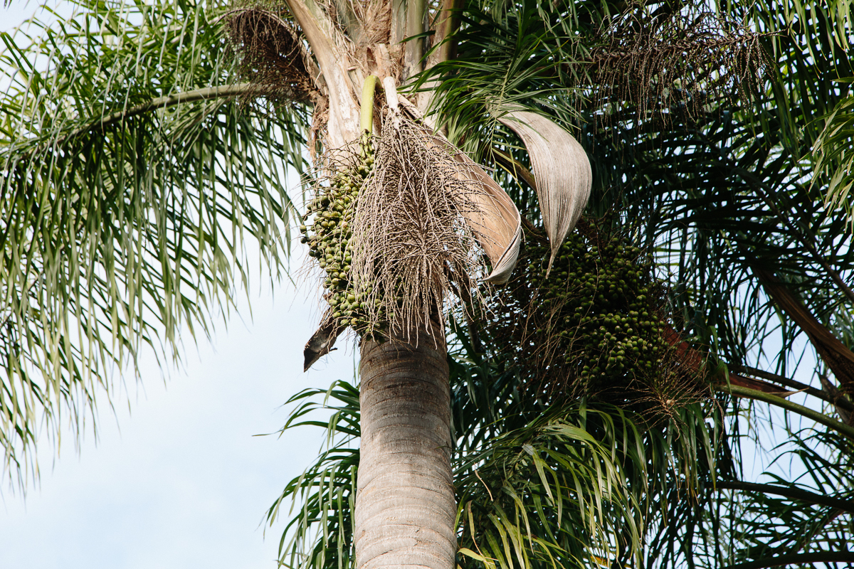 tree services Brisbane