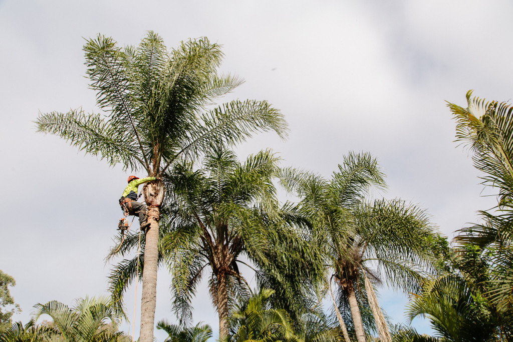 palm tree pruning Brisbane