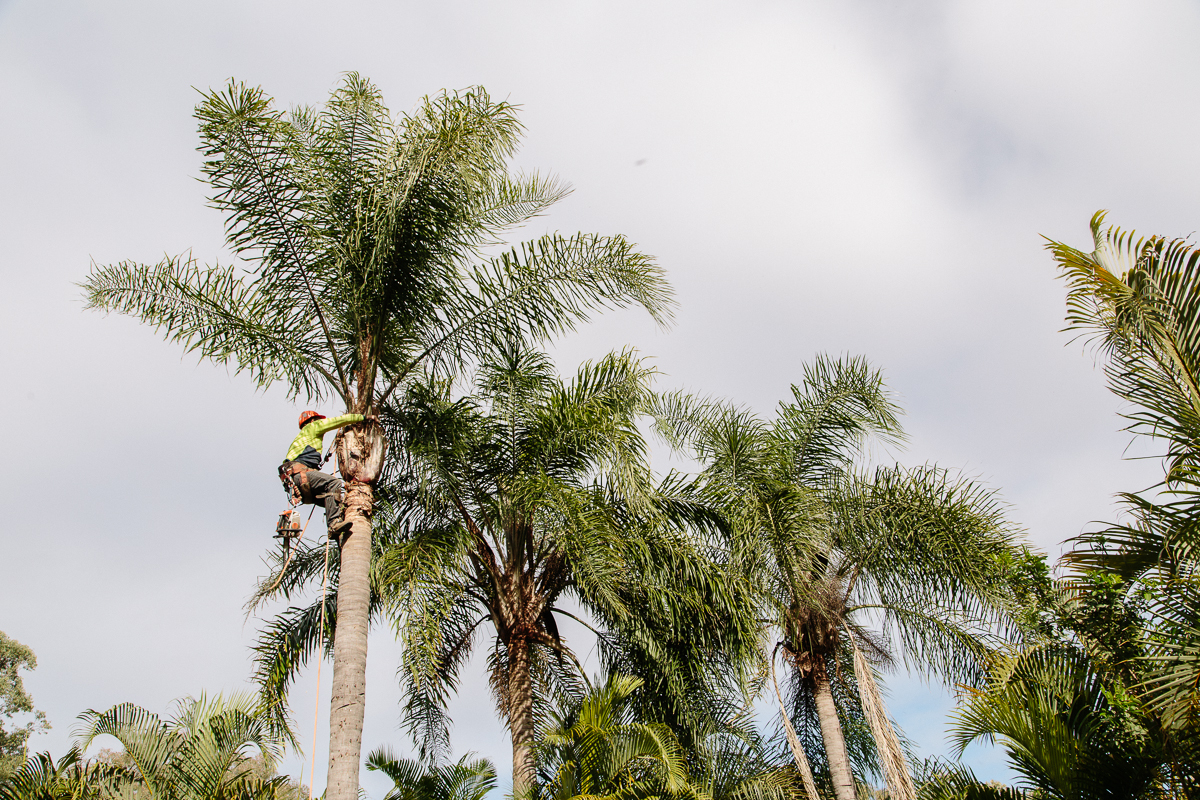 Best Palm Tree Services Brisbane - Brisbane Mulching Service