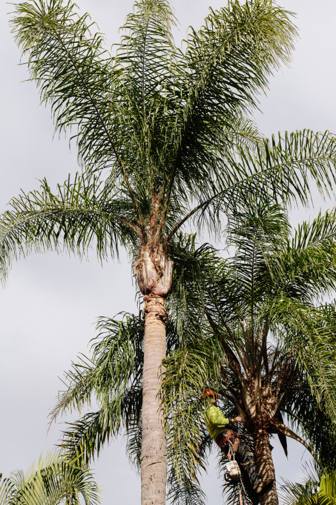 Best Palm Tree Services Brisbane – Brisbane Mulching Service