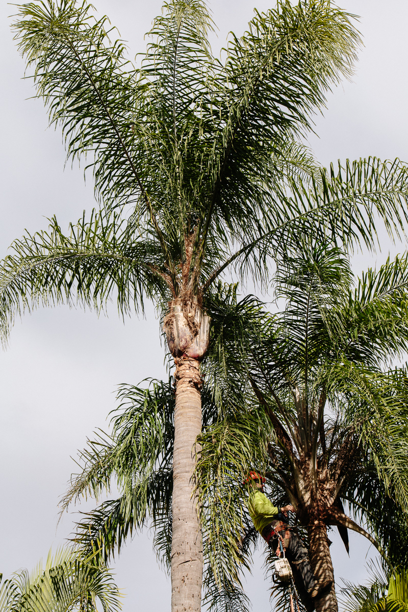 tree services Brisbane