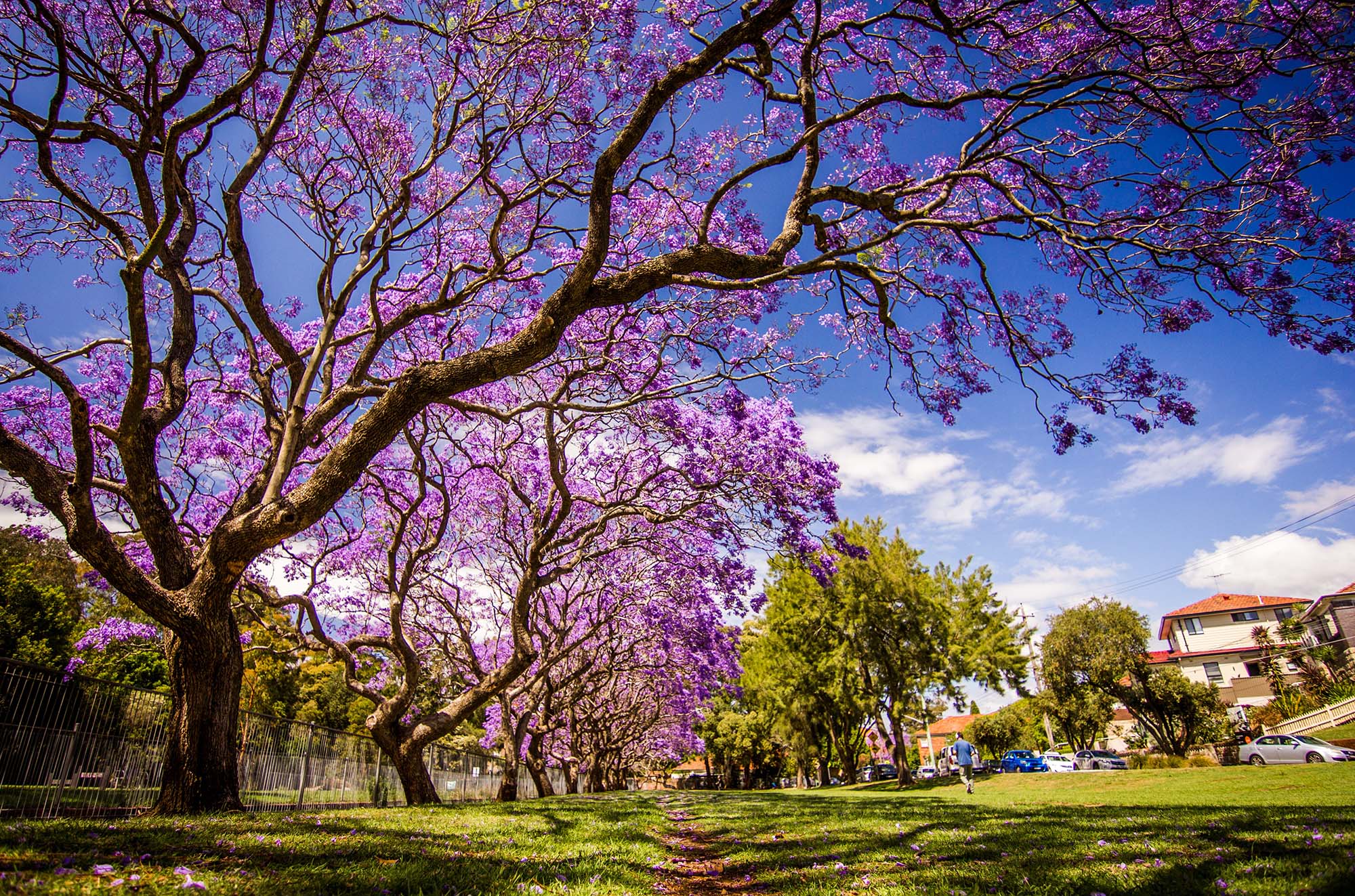 tree removal north brisbane