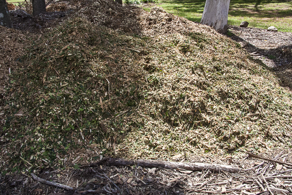 mulching with wood chips