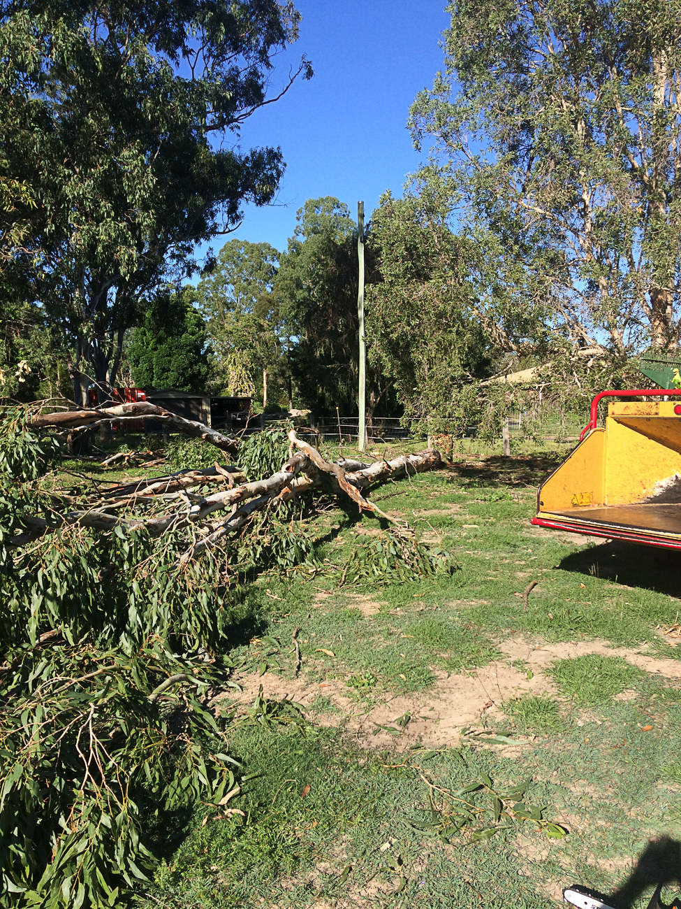 cutting down trees