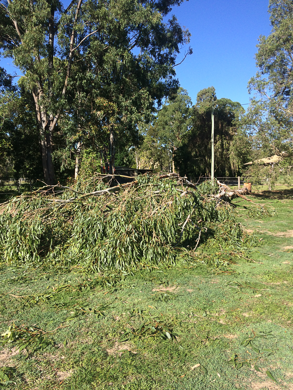 cutting down trees