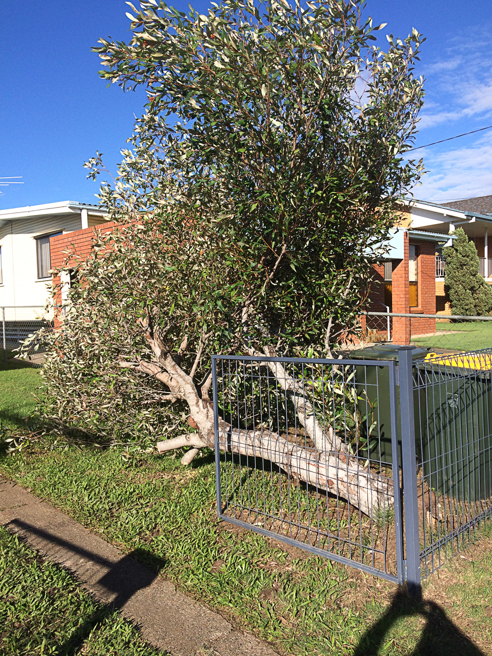 Samford Tree Lopping