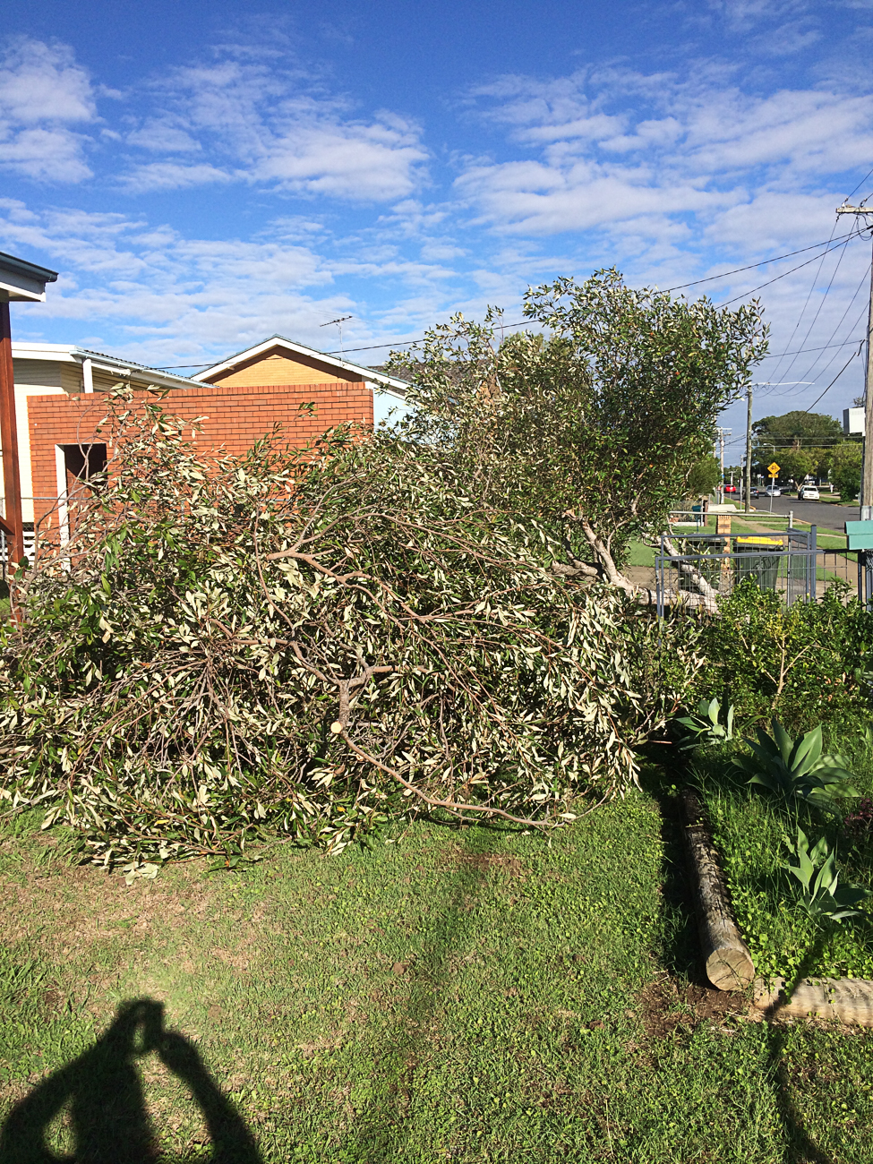 Tree Removal North Brisbane