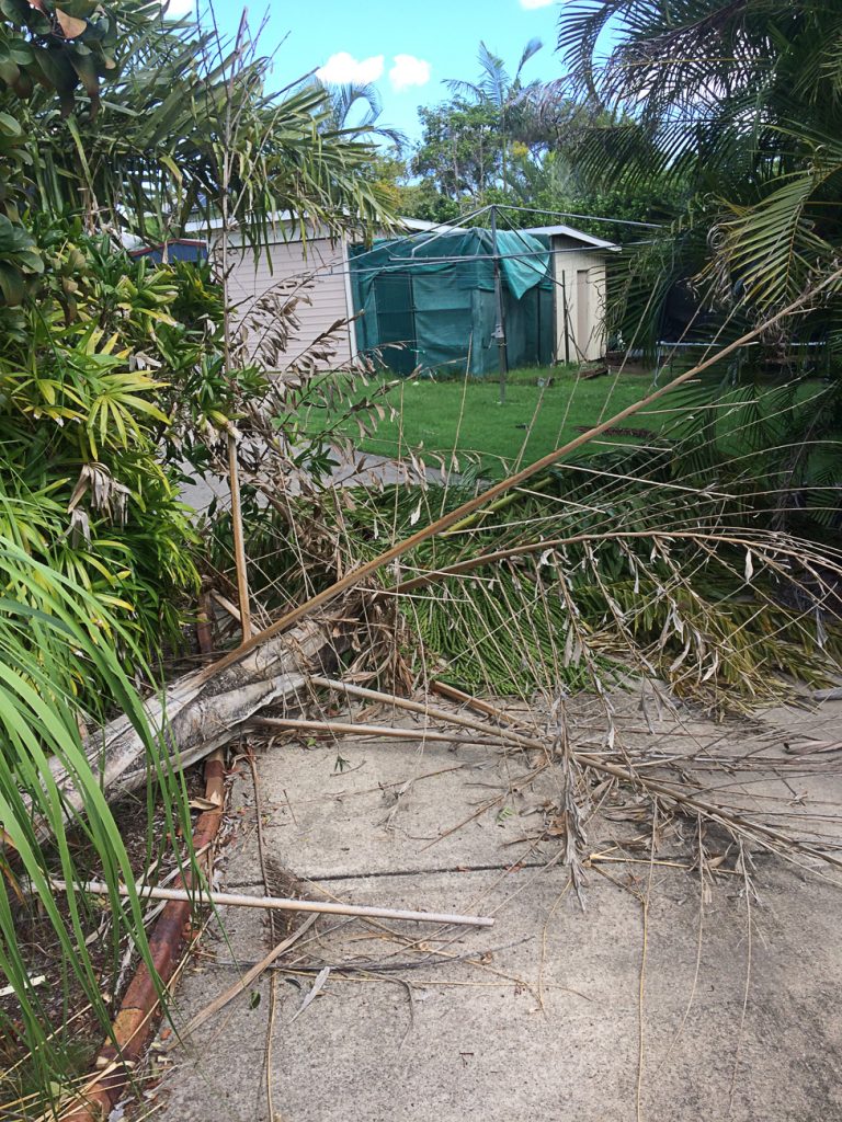 palm tree removal