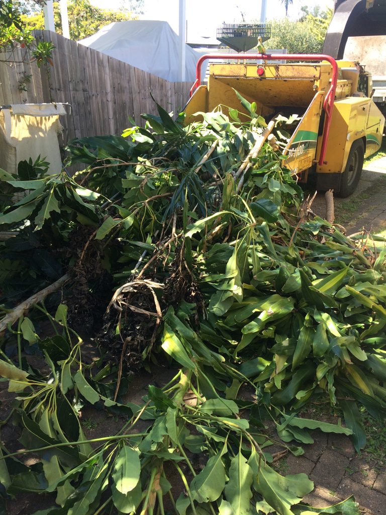 palm tree removal