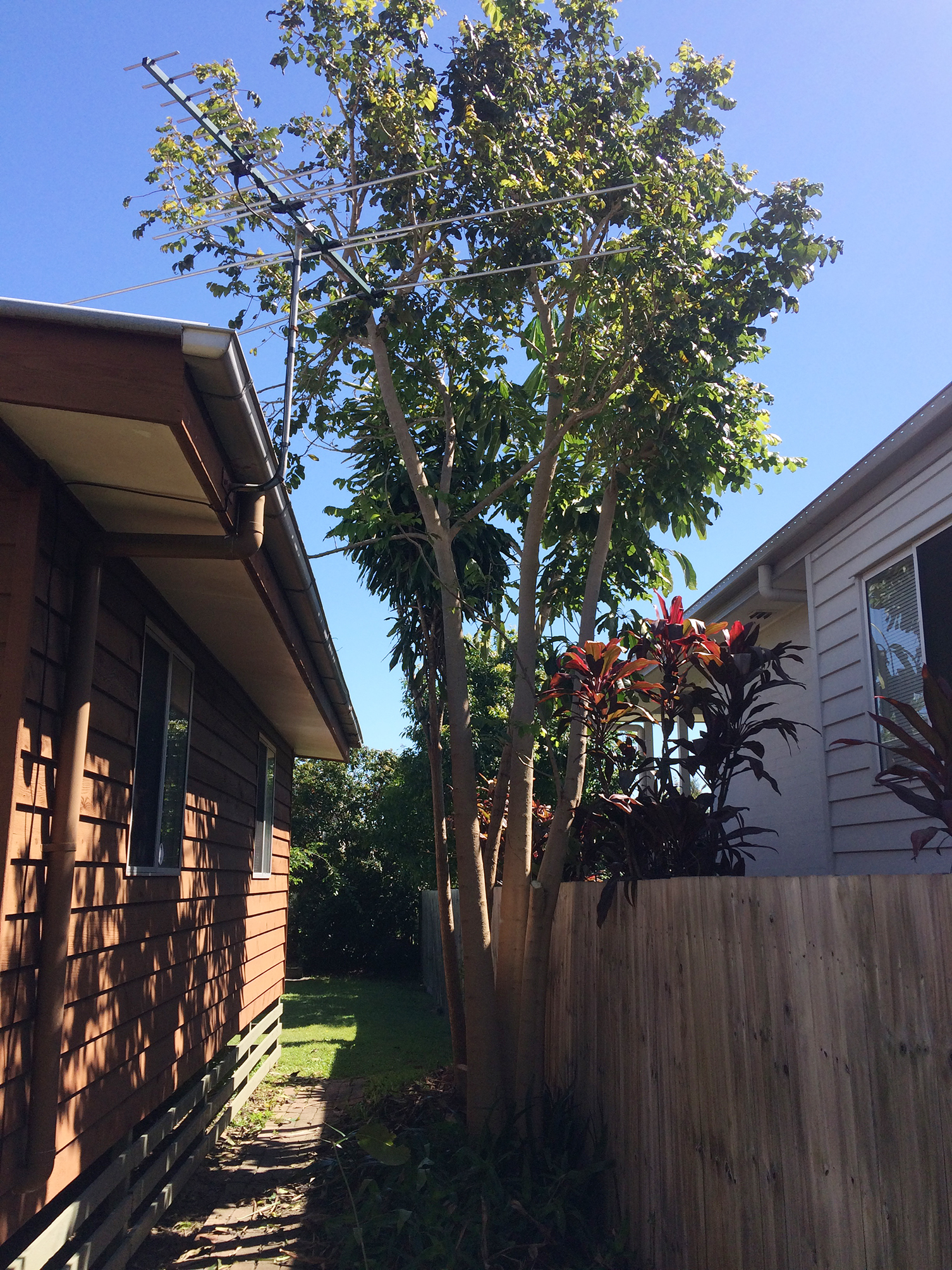  Tree Removal Brisbane North