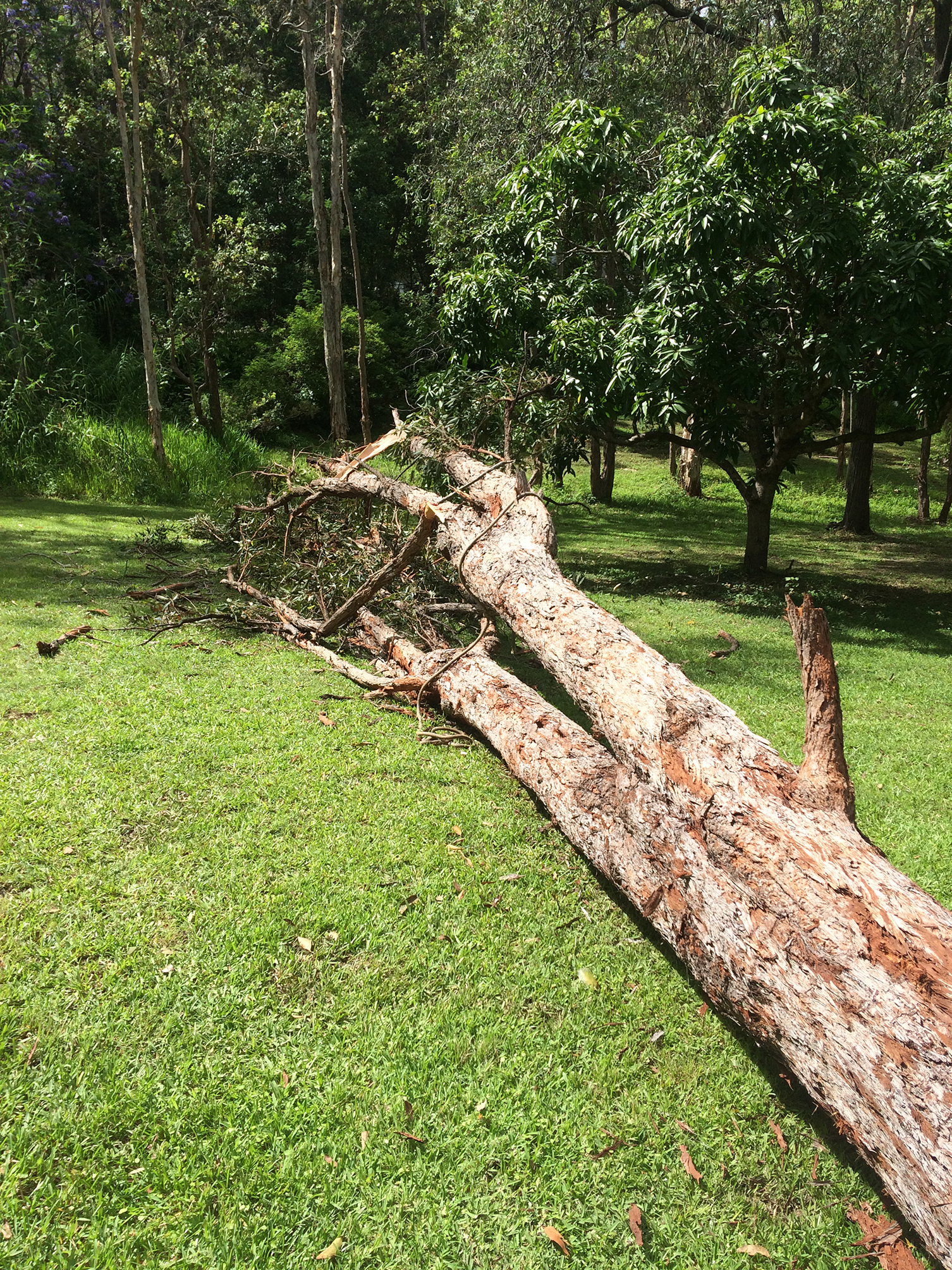 Affordable Tree lopping Brisbane