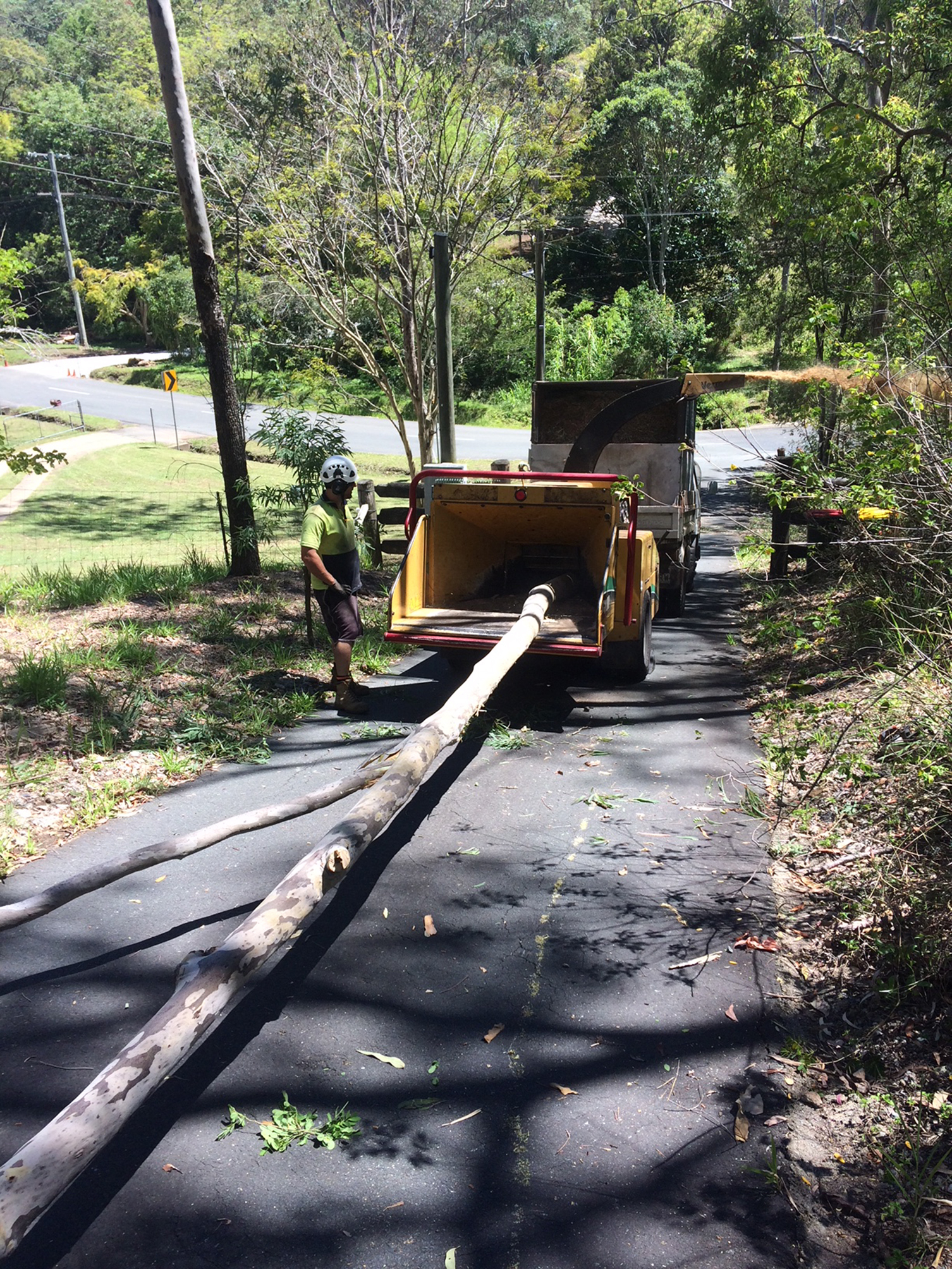 northside brisbane tree lopping