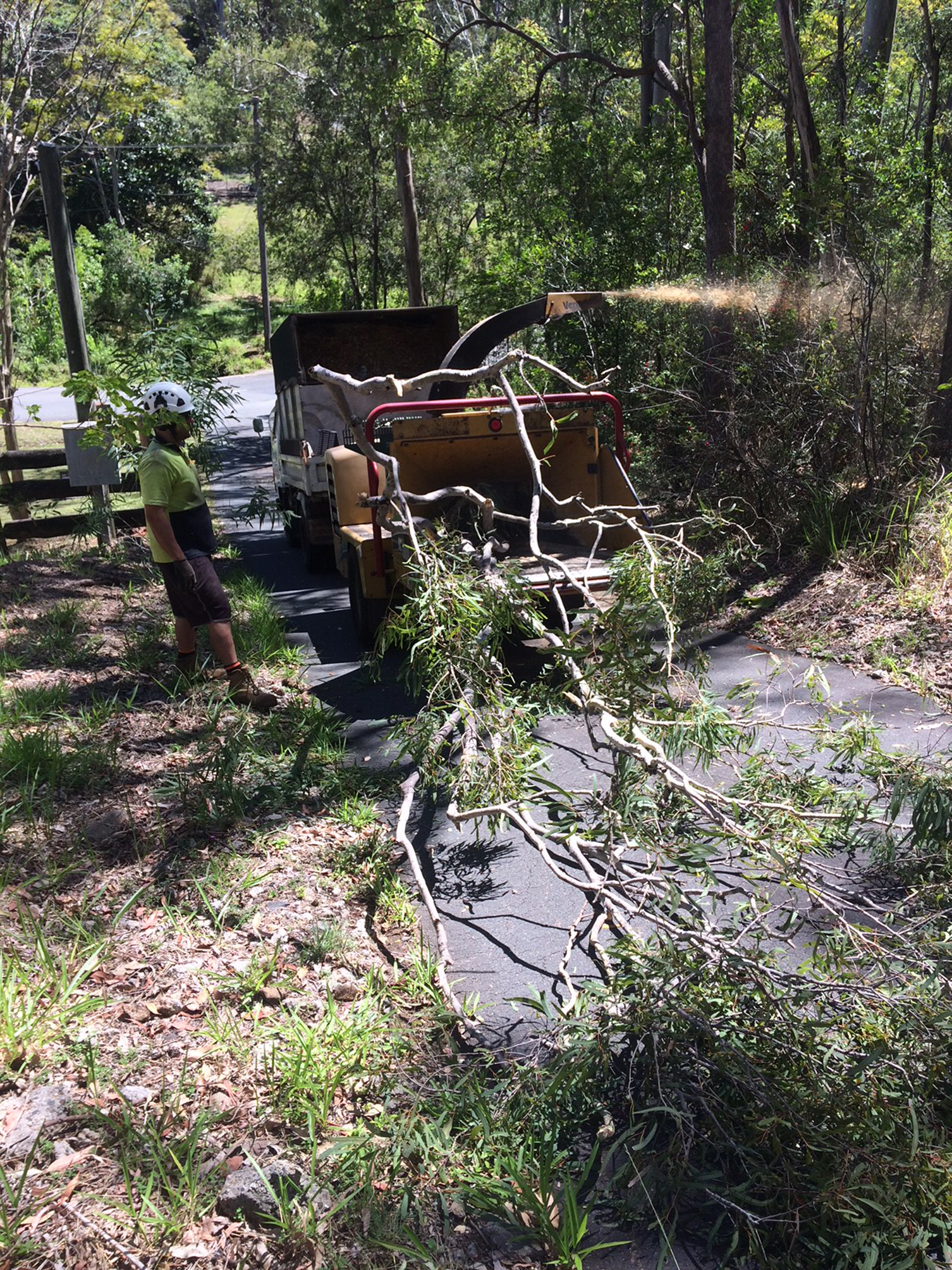 North Brisbane tree lopping