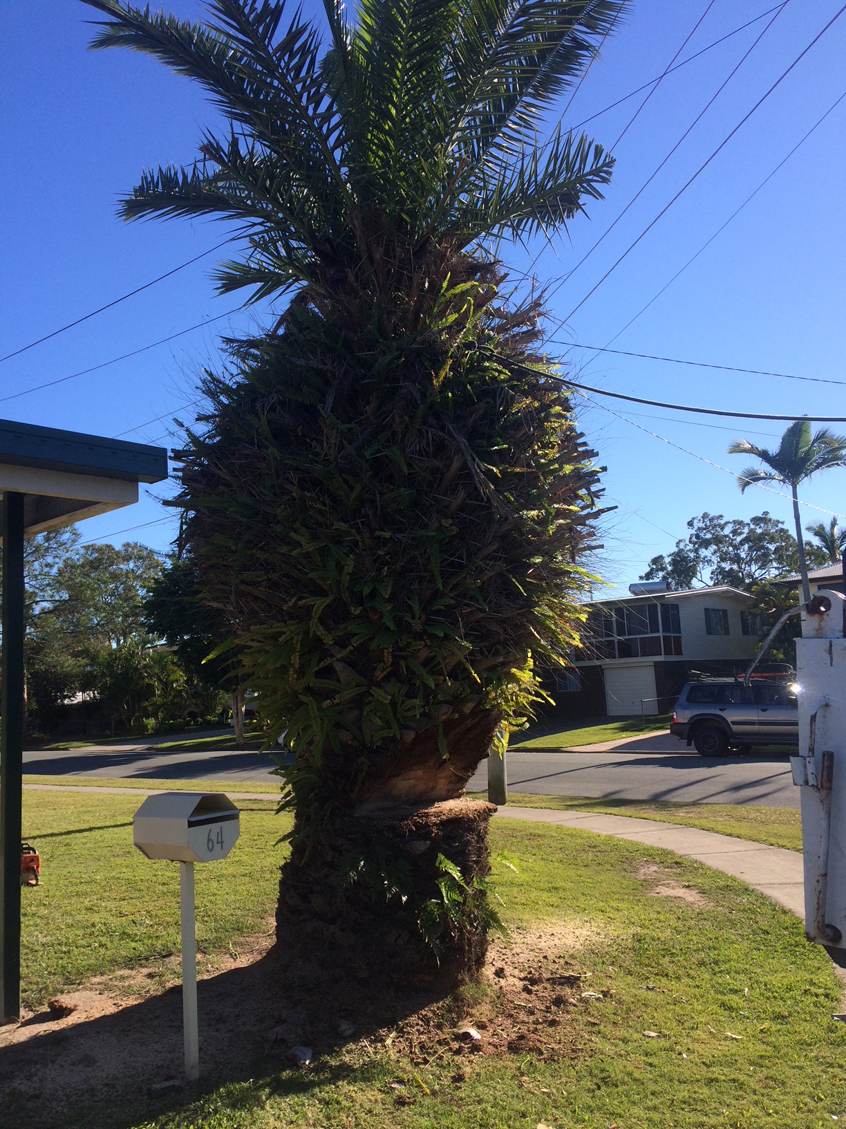 North Brisbane tree lopping service