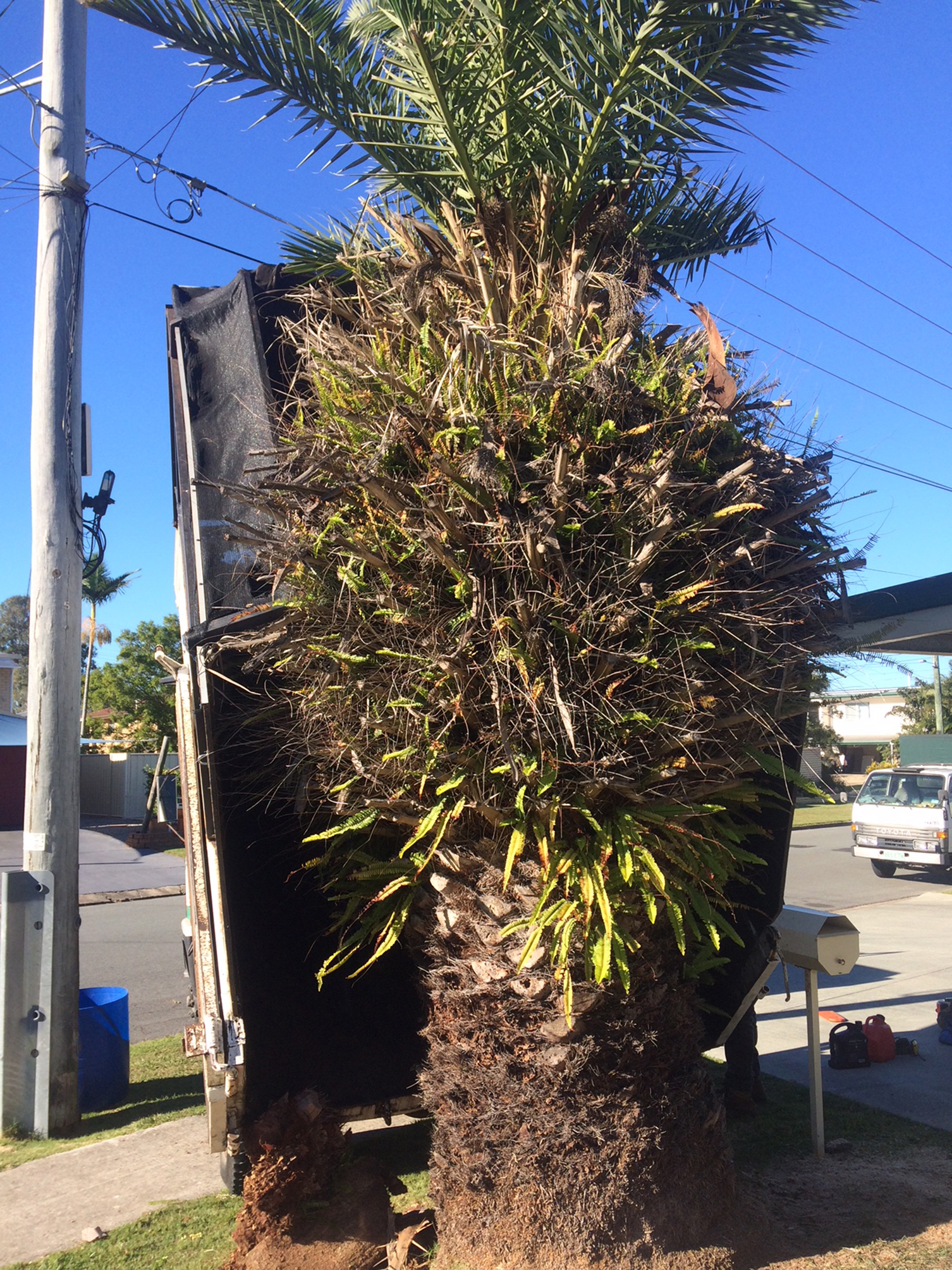 North Brisbane tree lopping service