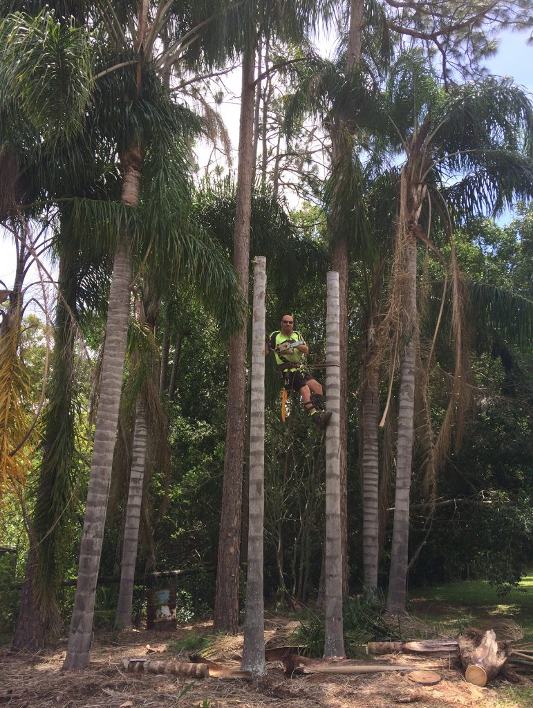 palm tree cleaning