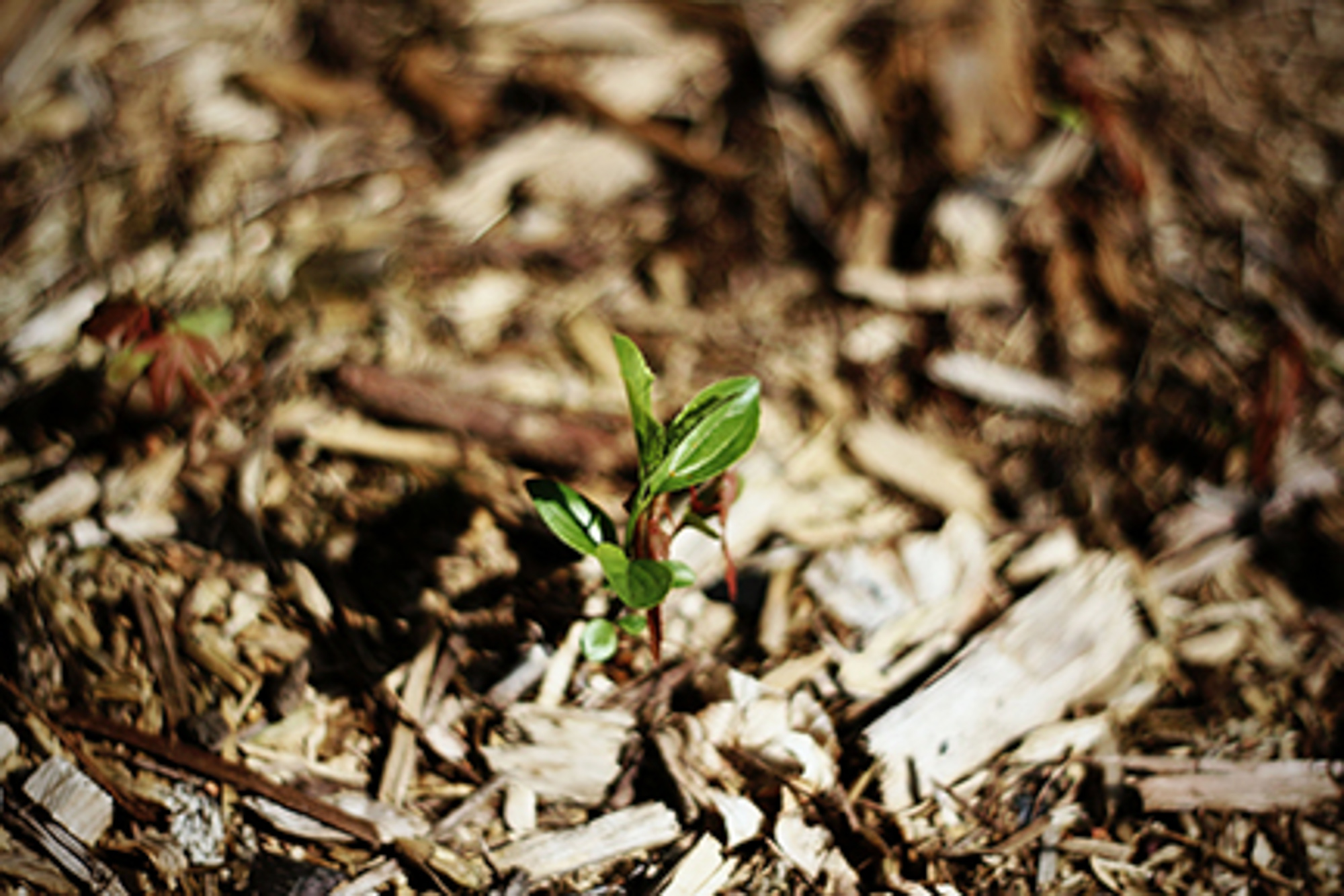 Free Mulch North Brisbane