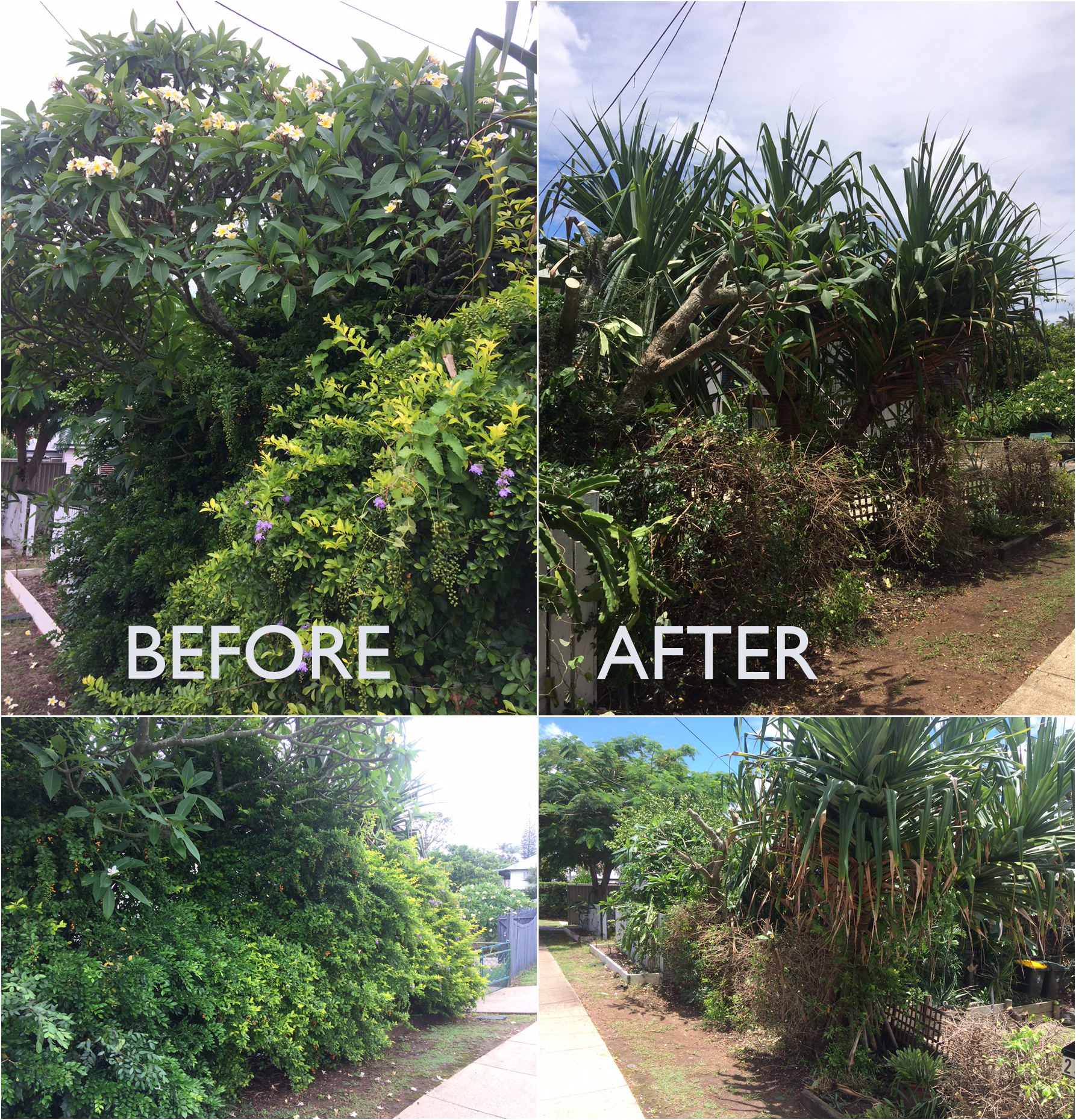 Wamuran tree lopping