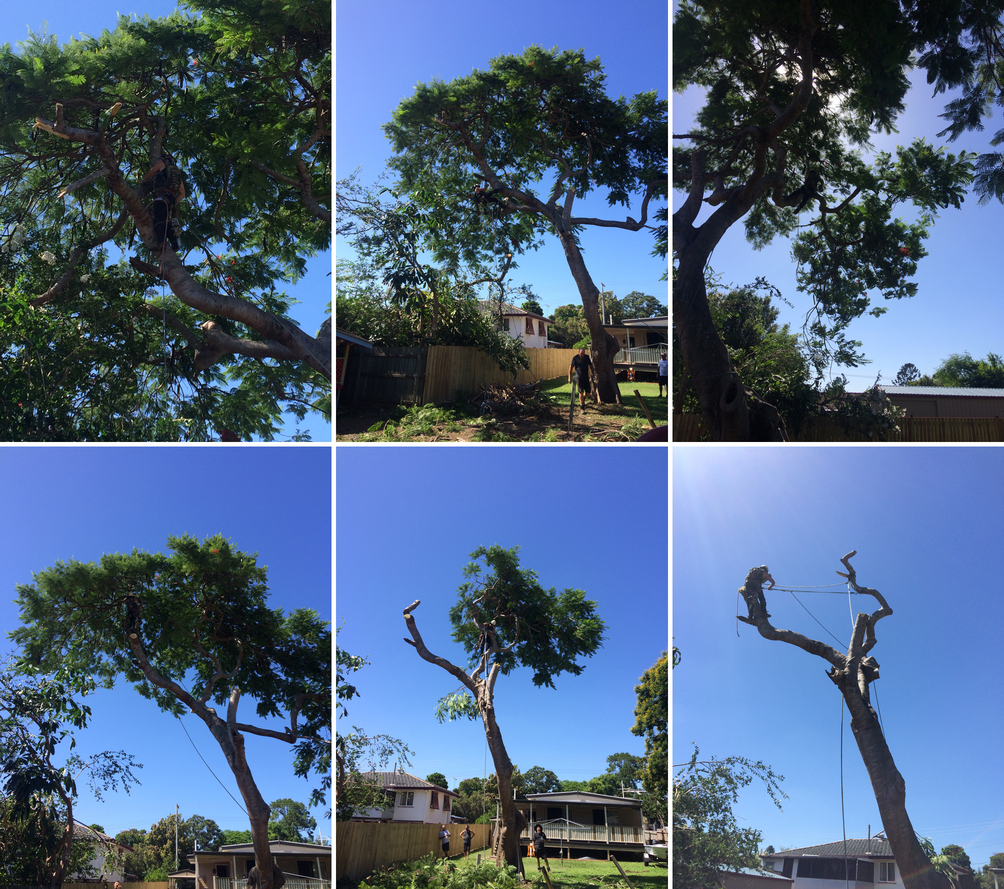 Tree Removal Brisbane