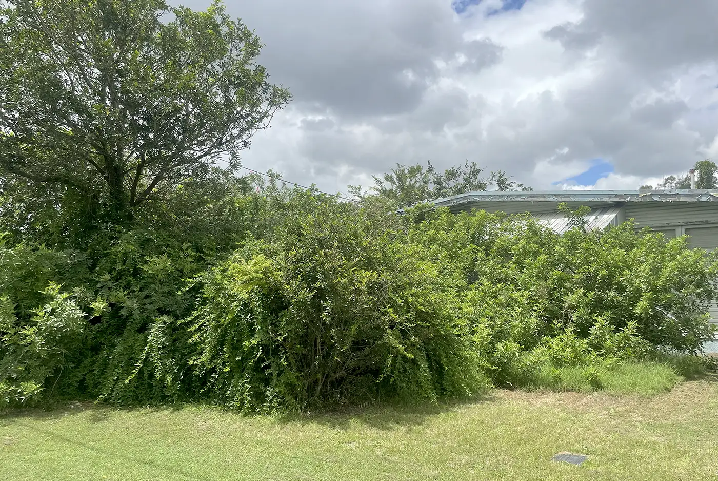garden clean up Brisbane