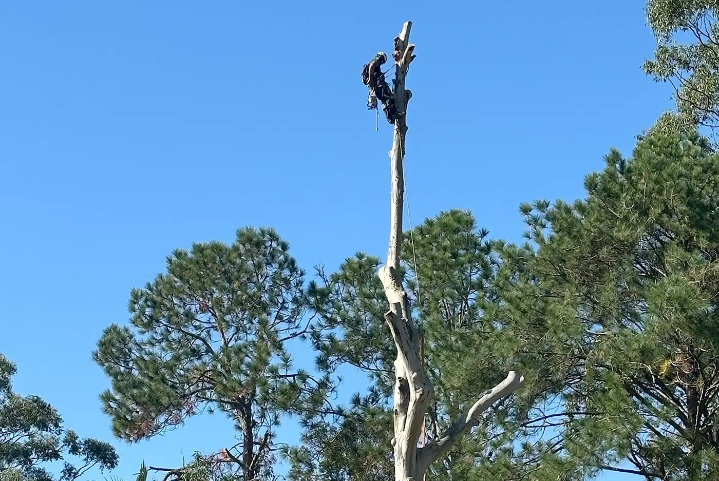 tree lopper Brisbane
